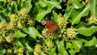 Schmetterling