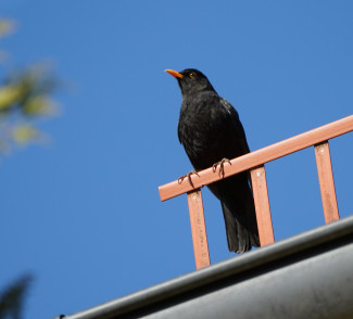 Amsel