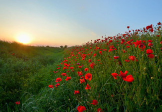 Blumenwiese (Jeremy Bishop / Unplash)