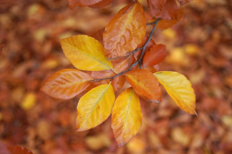 Herbstblätter