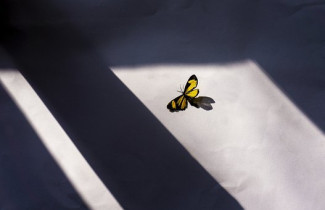 Schmetterling