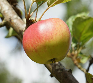 Börtlinger Weinapfel