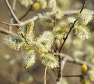 Frühlingsblüten