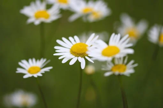 Daisies