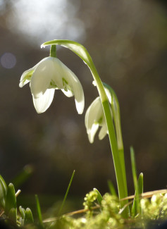 Frühlingsglocken