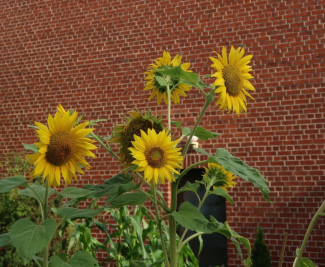 Sonnenblumen