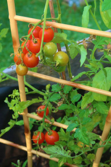 Tomaten