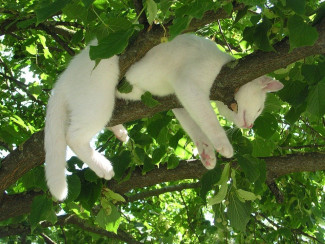 Katze im Baum