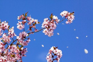 Kirschblüten