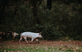 Trüffelschweine