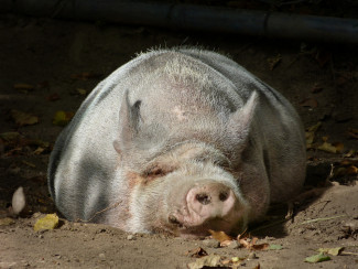 Schwein