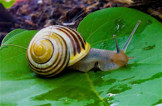 Schnecke