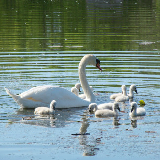 schwan mit kleinen