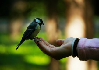 Vogel in der Hand