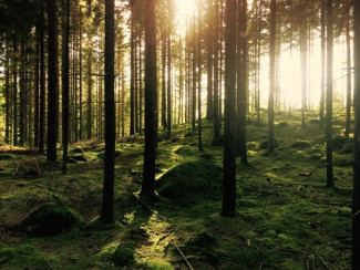 Sonnenstrahlen im Wald